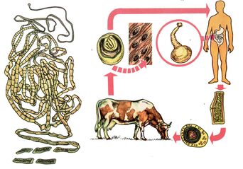 For a very common worm, a cow tapeworm, a cow serves as an intermediate host, and one is the latter. 
