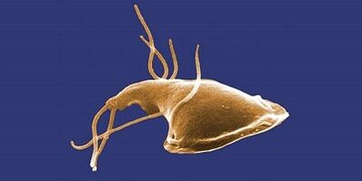 The type of parasites in the human body