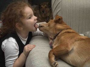 A child kisses a dog and is infected with a parasite