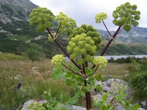 angelica against parasites in the human body