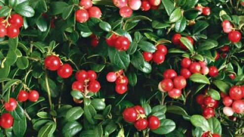 lingonberry against parasites in the body