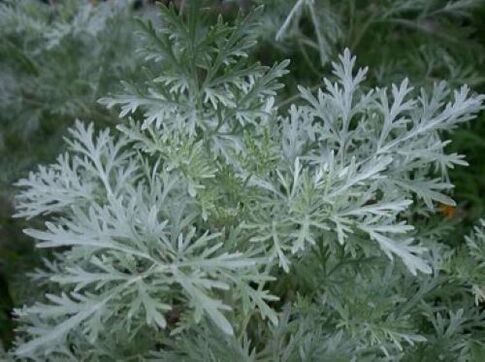 wormwood for parasites in the body