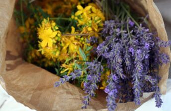 herbs for parasites in the body