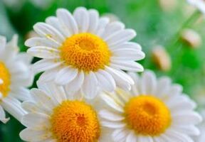 Cure chamomile flowers - a method of getting rid of worms