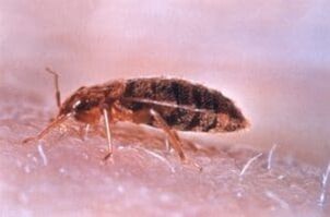 Bug bugs are parasites that eat human blood