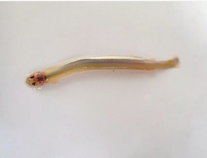 Wandellia whispers - a dangerous parasitic fish