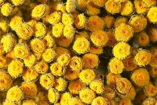 tansy contains toxic substances for humans
