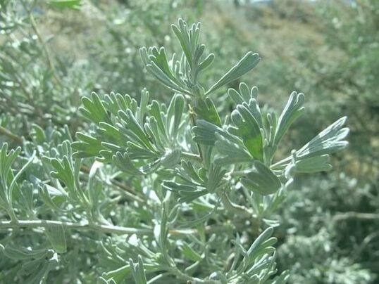 wormwood is an excellent anthelmintic