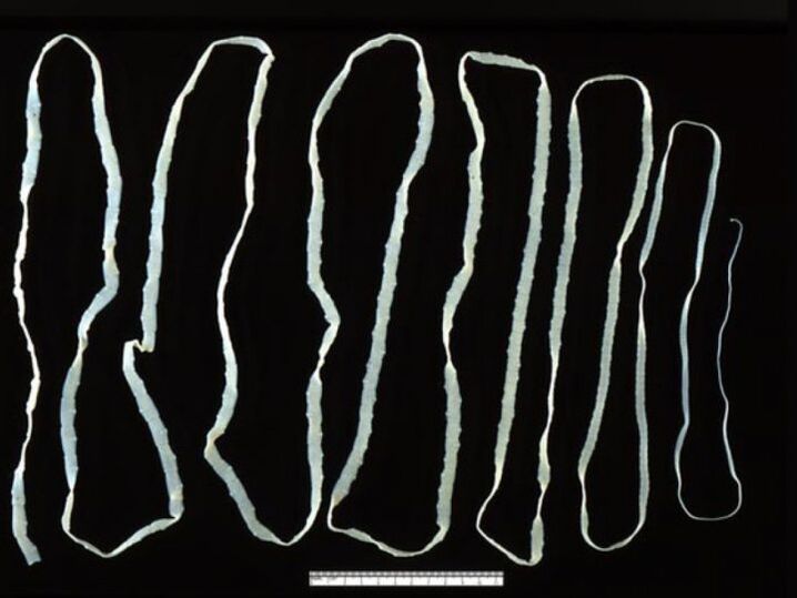 Cow tapeworms enter a person through beef