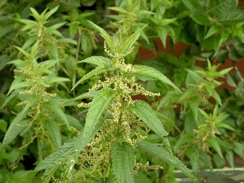 nettles to cleanse the body of parasites