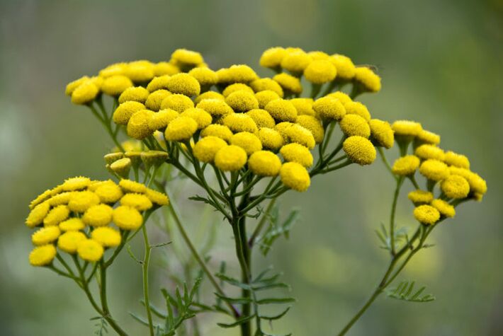 Bitter plant tansy will help get rid of parasites from the body