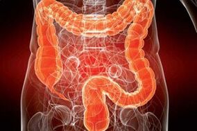 the human intestine is attacked by parasites