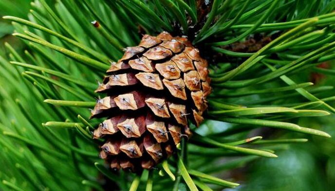 pine cones to get rid of parasites
