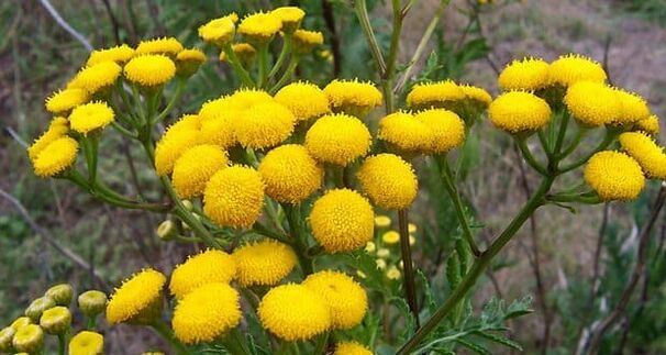 tansy to prevent the appearance of parasites