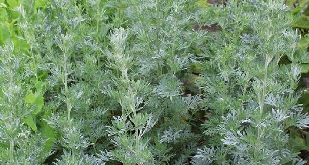 wormwood for parasite prevention