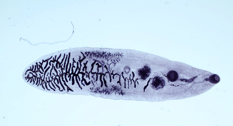 Parasites from the class of flukes (trematodes)