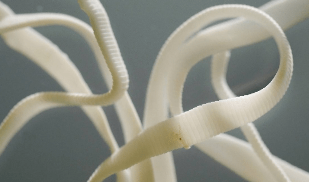 Tapeworms reach impressive lengths