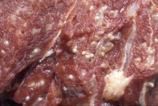Meat contaminated with trichinella - a dangerous parasite